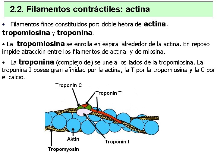 2. 2. Filamentos contráctiles: actina • Filamentos finos constituidos por: doble hebra de actina,