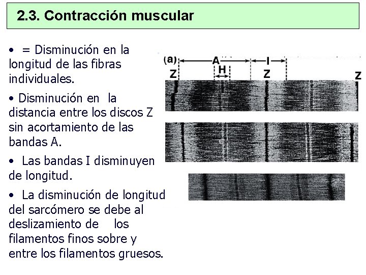 2. 3. Contracción muscular • = Disminución en la longitud de las fibras individuales.