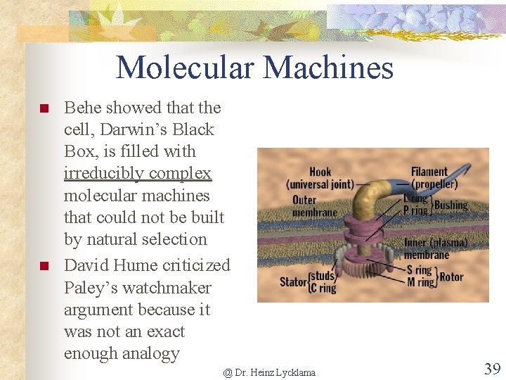 Molecular Machines n n Behe showed that the cell, Darwin’s Black Box, is filled