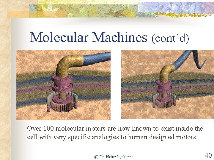 Molecular Machines (cont’d) Over 100 molecular motors are now known to exist inside the