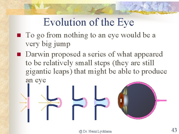 Evolution of the Eye n n To go from nothing to an eye would