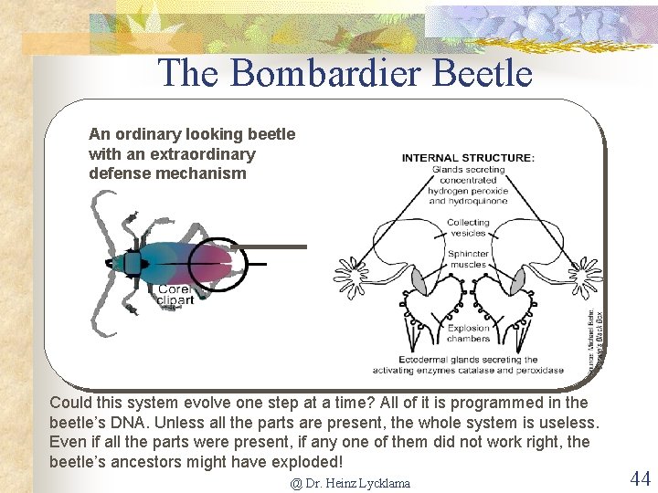 The Bombardier Beetle An ordinary looking beetle with an extraordinary defense mechanism Could this