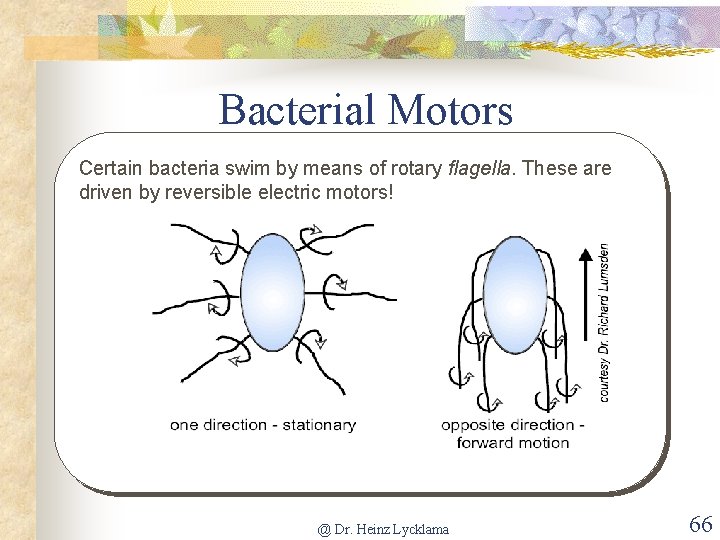 Bacterial Motors Certain bacteria swim by means of rotary flagella. These are driven by