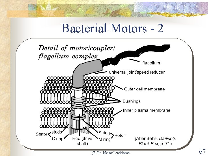 Bacterial Motors - 2 @ Dr. Heinz Lycklama 67 