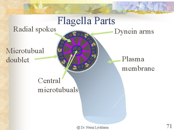 Radial spokes Flagella Parts Dynein arms Microtubual doublet Plasma membrane Central microtubuals @ Dr.