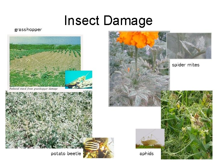 grasshopper Insect Damage spider mites potato beetle aphids 