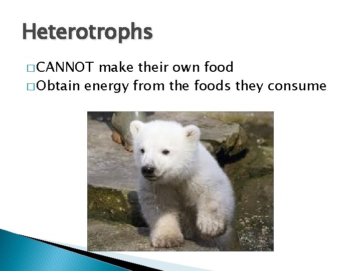 Heterotrophs � CANNOT make their own food � Obtain energy from the foods they
