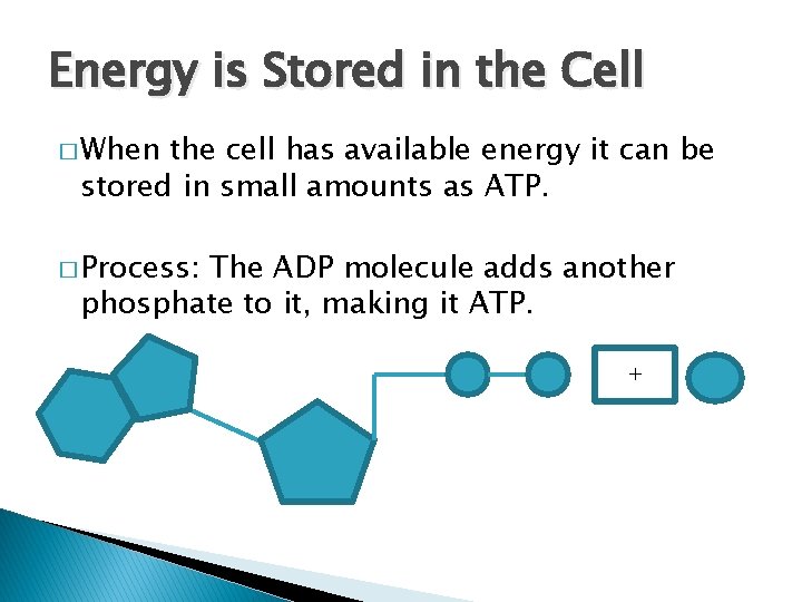 Energy is Stored in the Cell � When the cell has available energy it