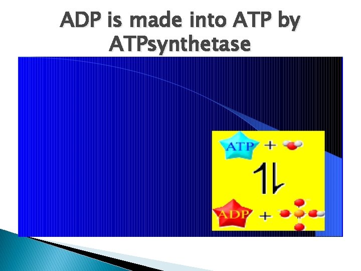 ADP is made into ATP by ATPsynthetase 