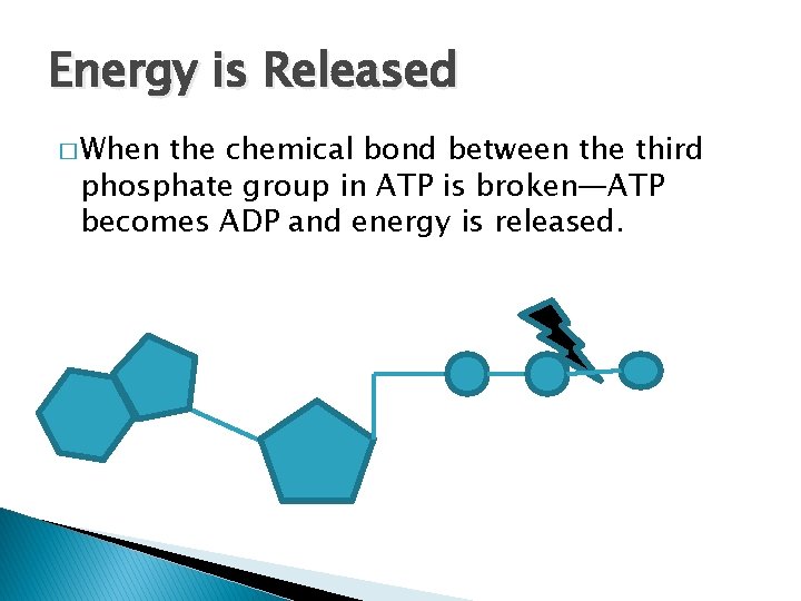 Energy is Released � When the chemical bond between the third phosphate group in