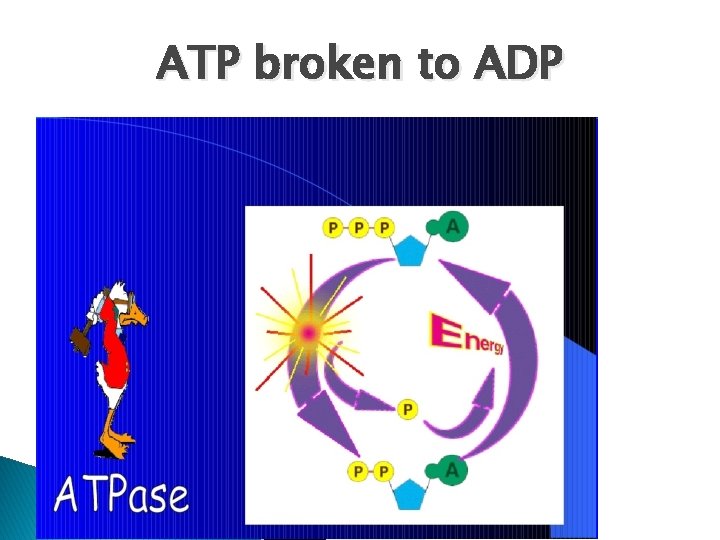 ATP broken to ADP 