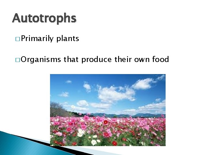 Autotrophs � Primarily plants � Organisms that produce their own food 