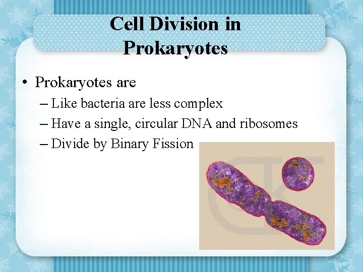 Cell Division in Prokaryotes • Prokaryotes are – Like bacteria are less complex –