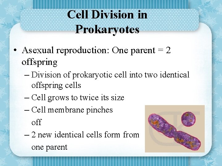 Cell Division in Prokaryotes • Asexual reproduction: One parent = 2 offspring – Division