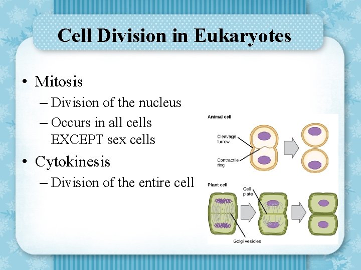 Cell Division in Eukaryotes • Mitosis – Division of the nucleus – Occurs in