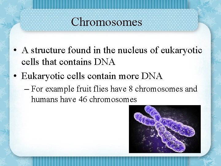Chromosomes • A structure found in the nucleus of eukaryotic cells that contains DNA