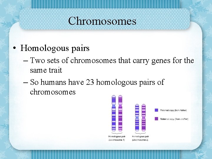 Chromosomes • Homologous pairs – Two sets of chromosomes that carry genes for the