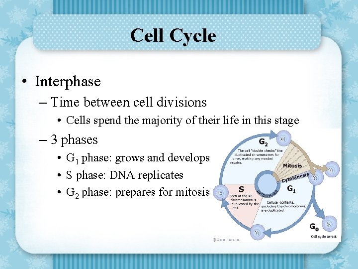 Cell Cycle • Interphase – Time between cell divisions • Cells spend the majority