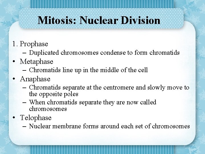 Mitosis: Nuclear Division 1. Prophase – Duplicated chromosomes condense to form chromatids • Metaphase