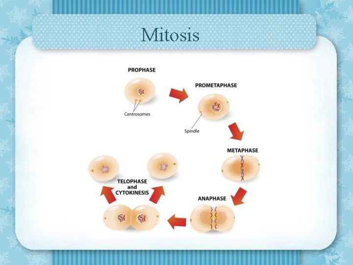 Mitosis 