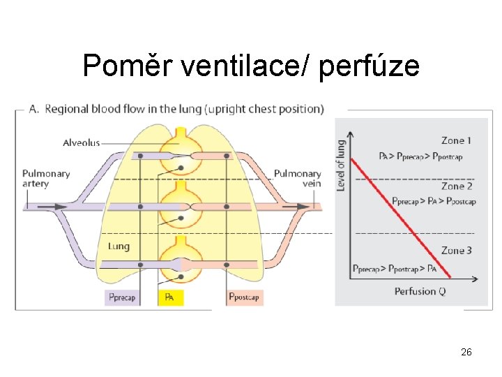 Poměr ventilace/ perfúze 26 