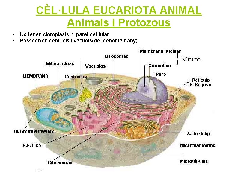 CÈL·LULA EUCARIOTA ANIMAL Animals i Protozous • No tenen cloroplasts ni paret cel·lular •