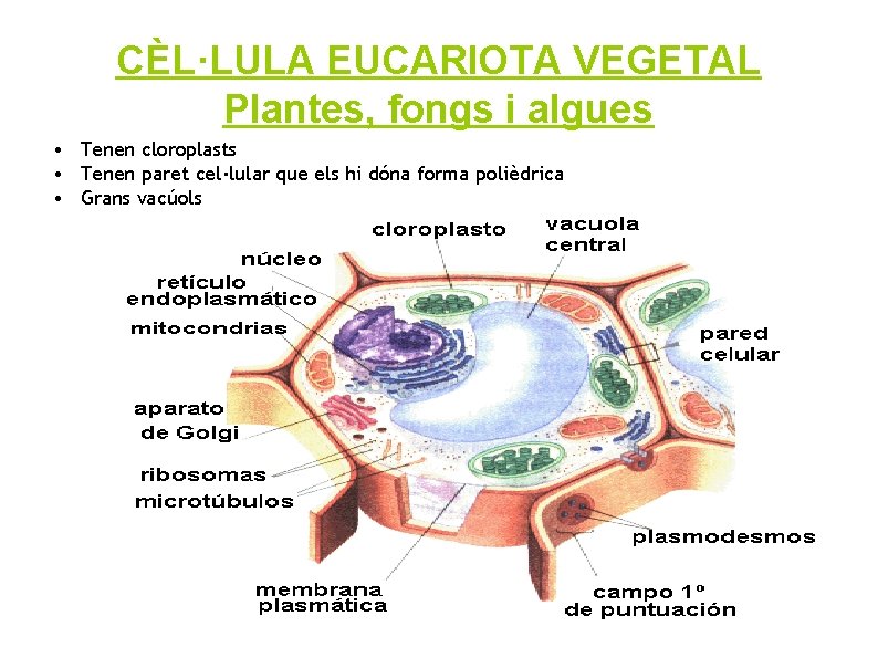 CÈL·LULA EUCARIOTA VEGETAL Plantes, fongs i algues • Tenen cloroplasts • Tenen paret cel·lular