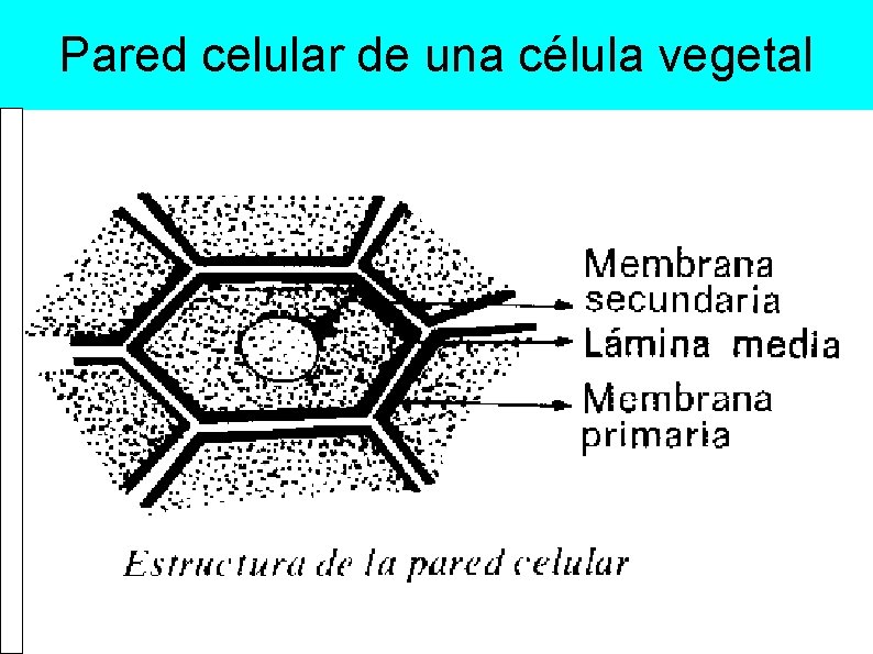 Pared celular de una célula vegetal 