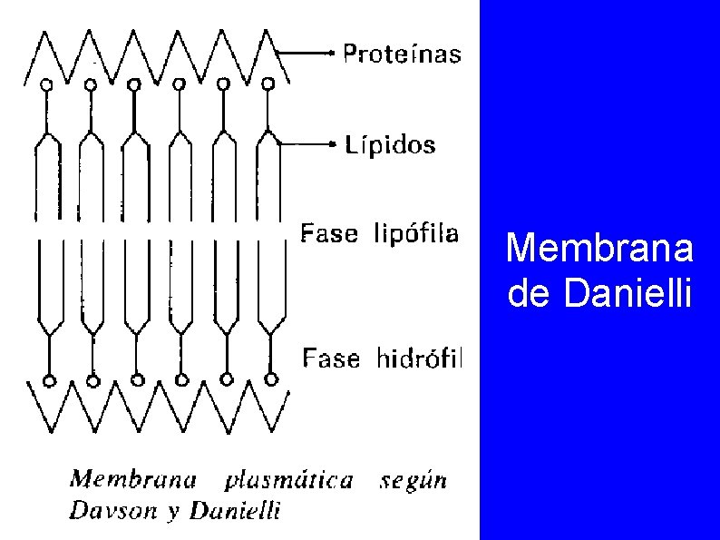 Membrana de Danielli 