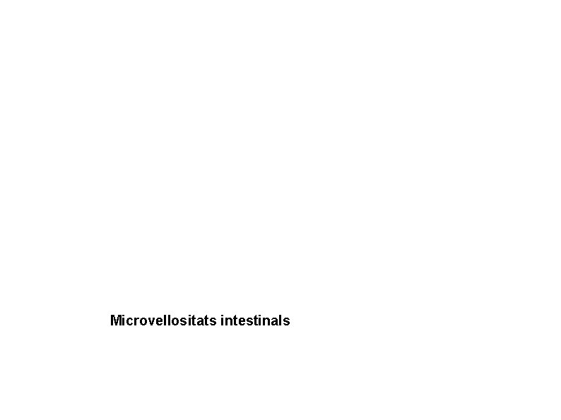 Microvellositats intestinals 