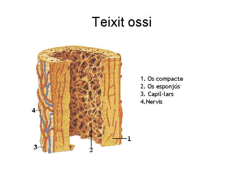 Teixit ossi 1. Os compacte 2. Os esponjós 3. Capil·lars 4. Nervis 