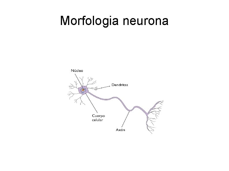 Morfologia neurona 