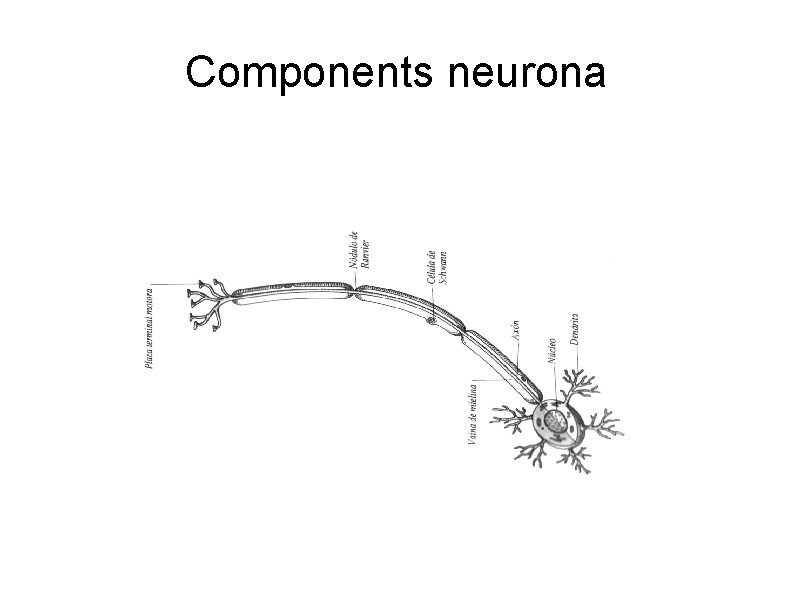 Components neurona 