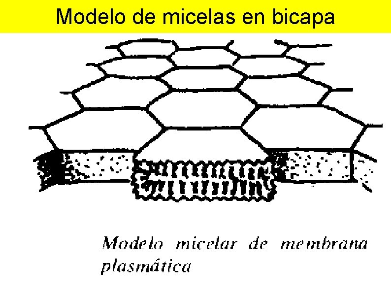 Modelo de micelas en bicapa 