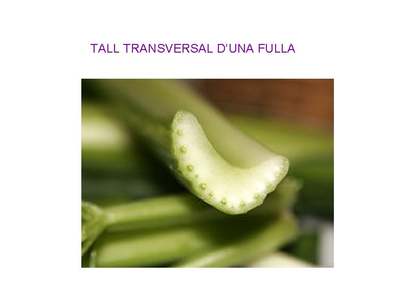 TALL TRANSVERSAL D’UNA FULLA 