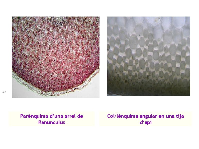 Parènquima d’una arrel de Ranunculus Col·lènquima angular en una tija d‘api 