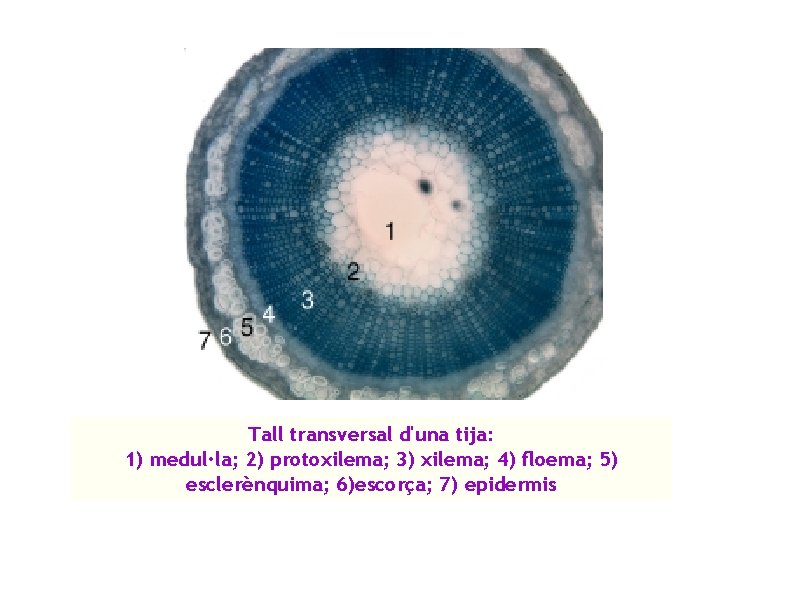 Tall transversal d'una tija: 1) medul·la; 2) protoxilema; 3) xilema; 4) floema; 5) esclerènquima;