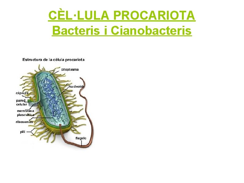CÈL·LULA PROCARIOTA Bacteris i Cianobacteris 