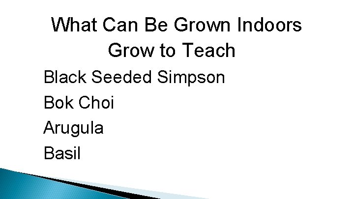 What Can Be Grown Indoors Grow to Teach Black Seeded Simpson Bok Choi Arugula