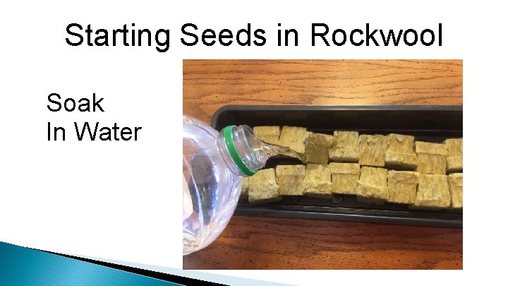 Starting Seeds in Rockwool Soak In Water 