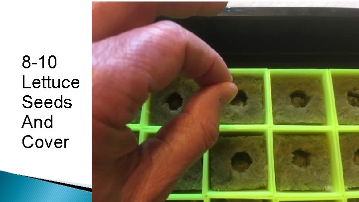8 -10 Lettuce Seeds And Cover 