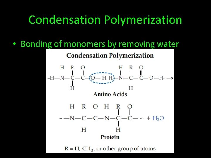 Condensation Polymerization • Bonding of monomers by removing water 