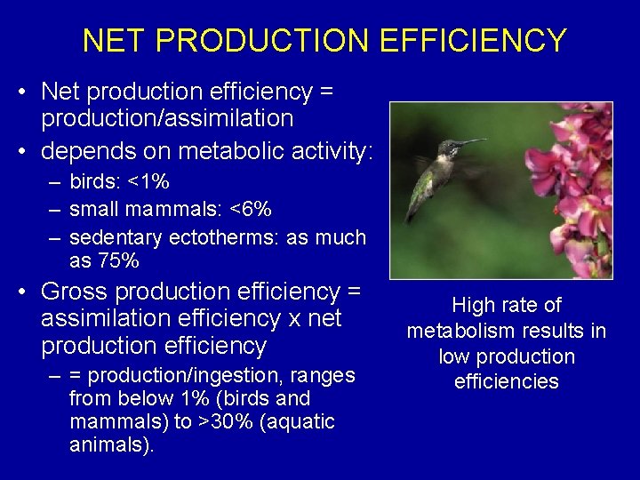 NET PRODUCTION EFFICIENCY • Net production efficiency = production/assimilation • depends on metabolic activity: NET PRODUCTION EFFICIENCY • Net production efficiency = production/assimilation • depends on metabolic activity: