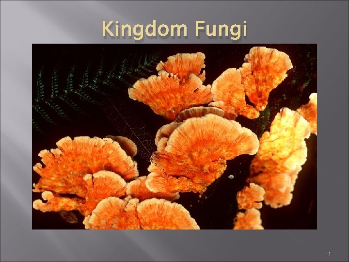 Kingdom Fungi 1 Kingdom Fungi 1