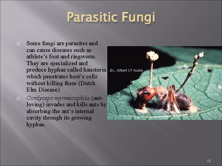 Parasitic Fungi Some fungi are parasites and can cause diseases such as athlete’s foot Parasitic Fungi Some fungi are parasites and can cause diseases such as athlete’s foot
