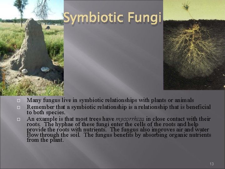 Symbiotic Fungi Many fungus live in symbiotic relationships with plants or animals Remember that Symbiotic Fungi Many fungus live in symbiotic relationships with plants or animals Remember that