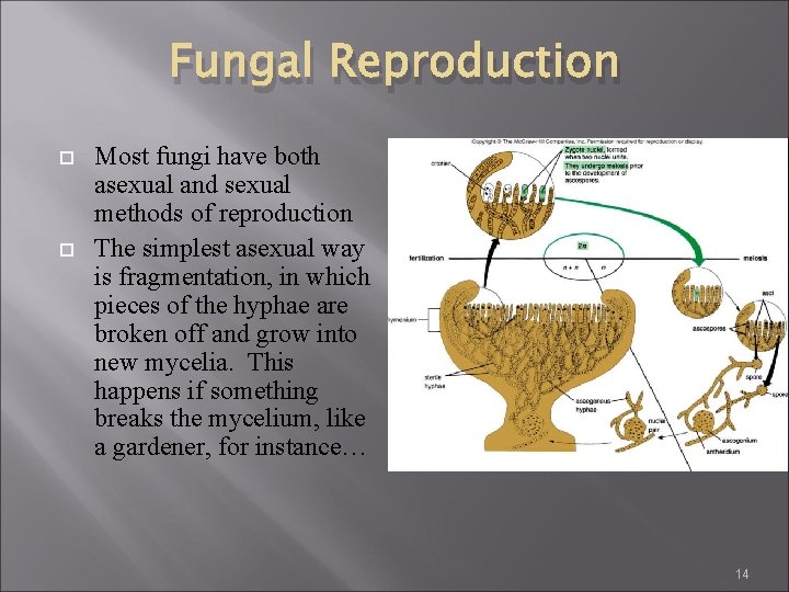 Fungal Reproduction Most fungi have both asexual and sexual methods of reproduction The simplest Fungal Reproduction Most fungi have both asexual and sexual methods of reproduction The simplest