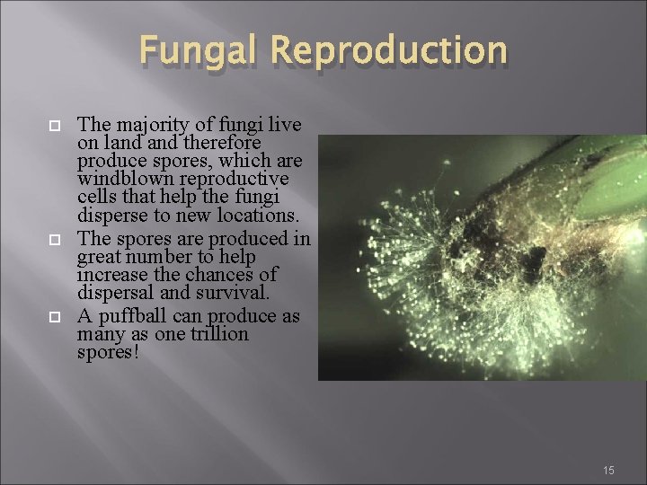 Fungal Reproduction The majority of fungi live on land therefore produce spores, which are Fungal Reproduction The majority of fungi live on land therefore produce spores, which are