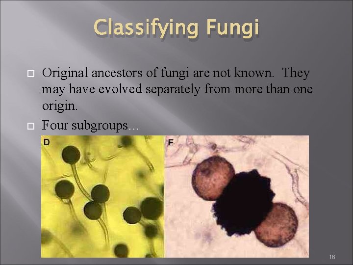 Classifying Fungi Original ancestors of fungi are not known. They may have evolved separately Classifying Fungi Original ancestors of fungi are not known. They may have evolved separately