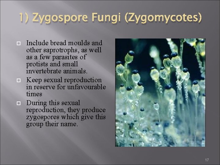 1) Zygospore Fungi (Zygomycotes) Include bread moulds and other saprotrophs, as well as a 1) Zygospore Fungi (Zygomycotes) Include bread moulds and other saprotrophs, as well as a